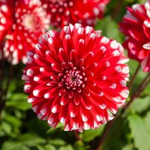 Dahlia Décoratif nain Little Tiger (x1)